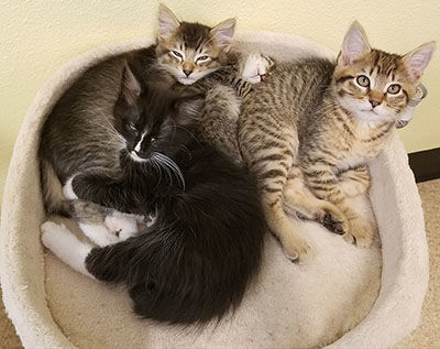 Looking for a Home